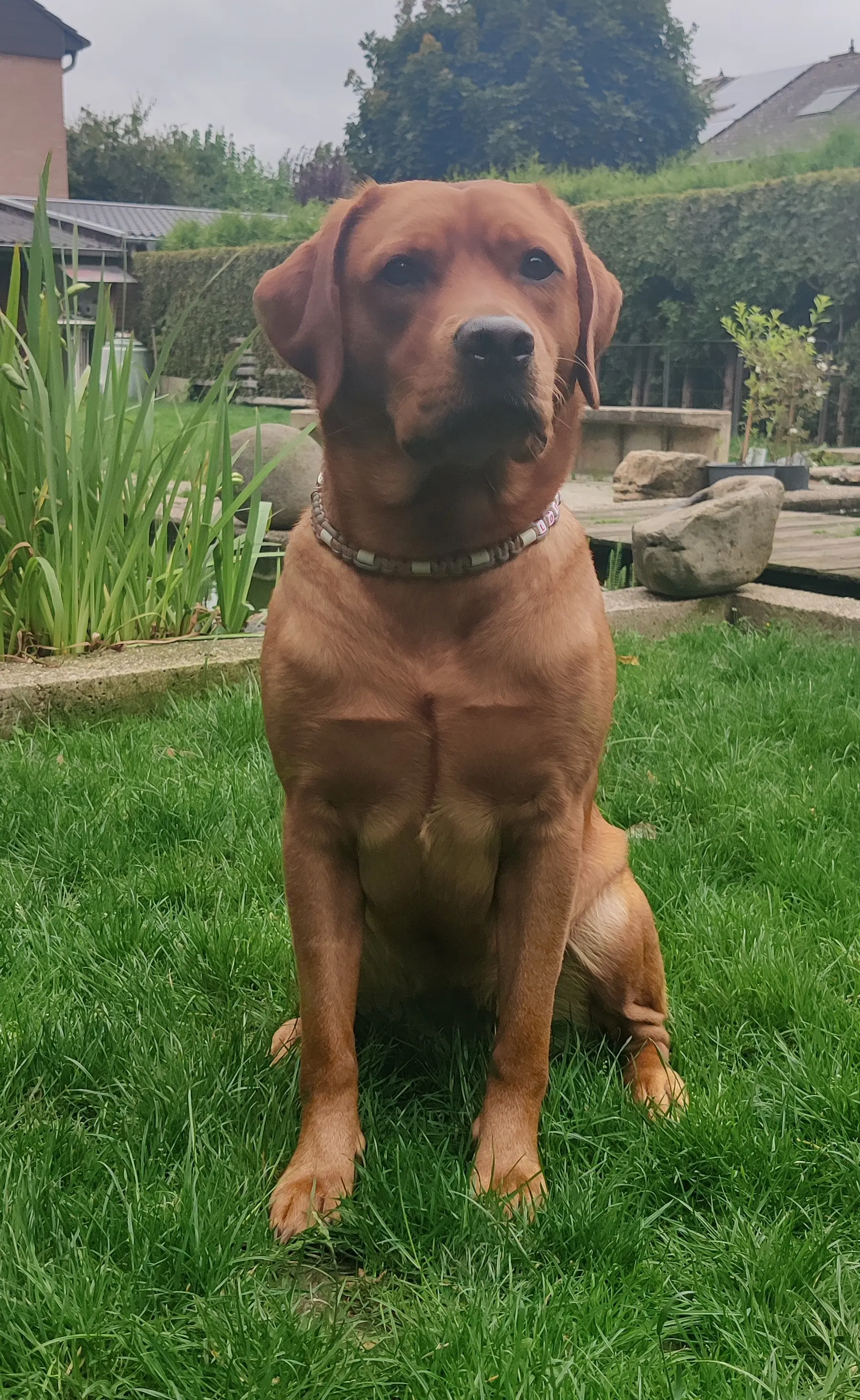 Lotta, unsere Labrador-Hündin