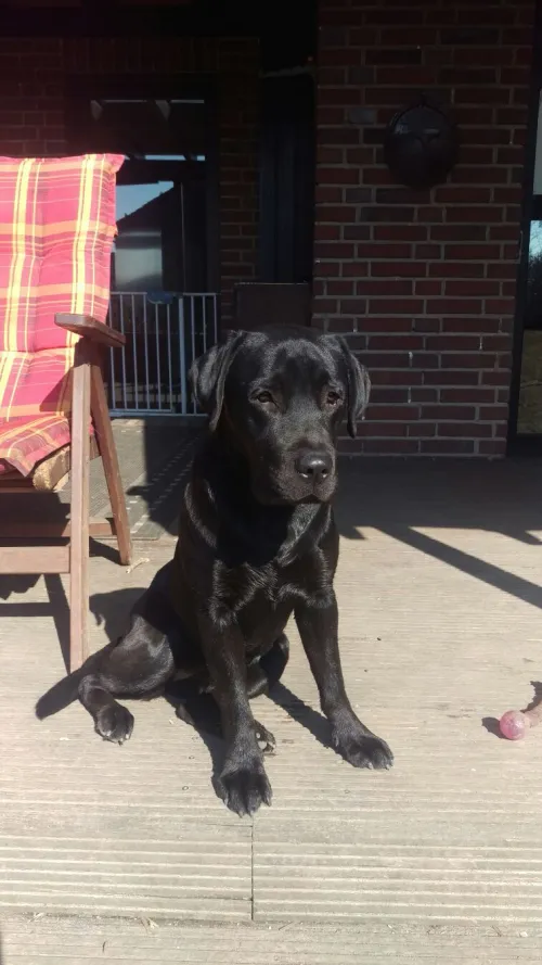 Luna, unsere Labrador-Hündin