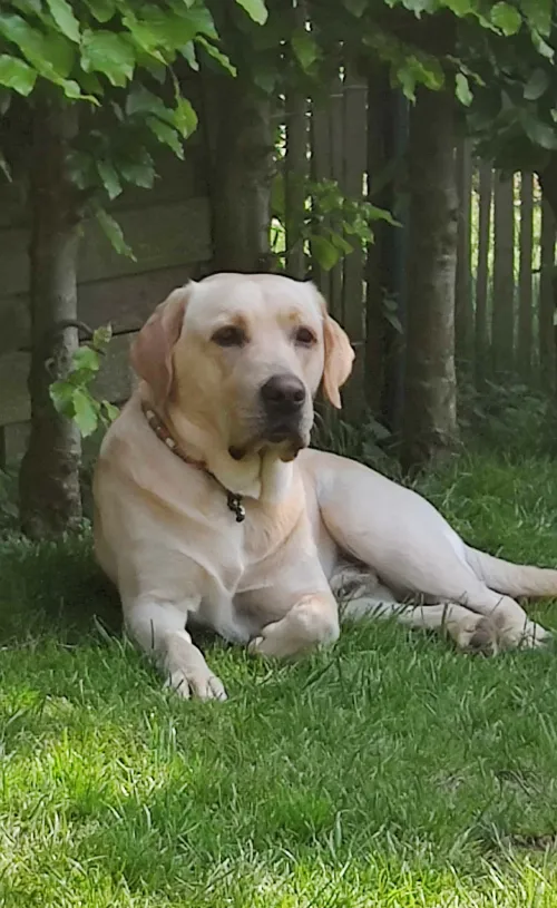 Marlow, unser Labrador-Rüde