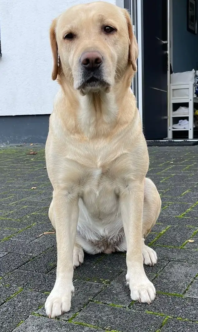 Sunna, unsere Labrador-Hündin