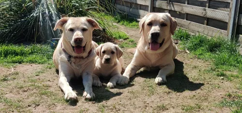 Unsere Labrador-Familie