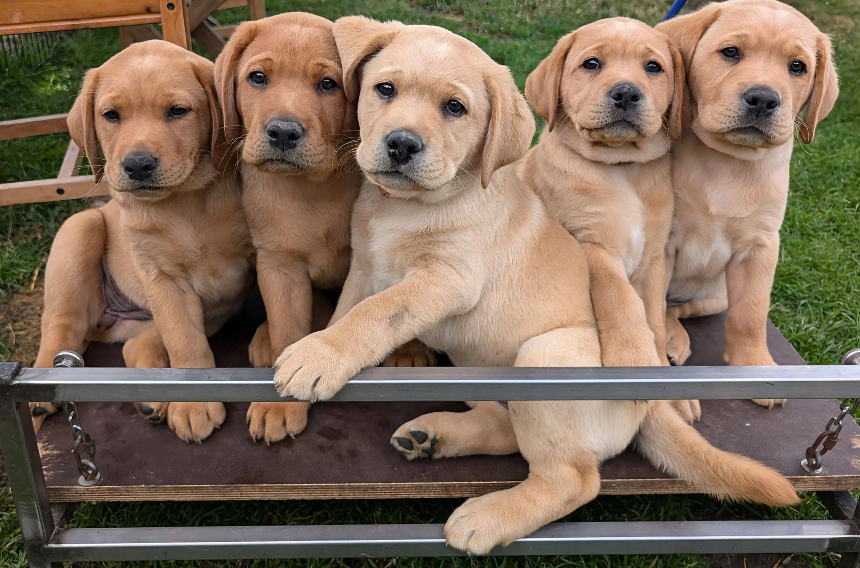 Labrador-Portrait