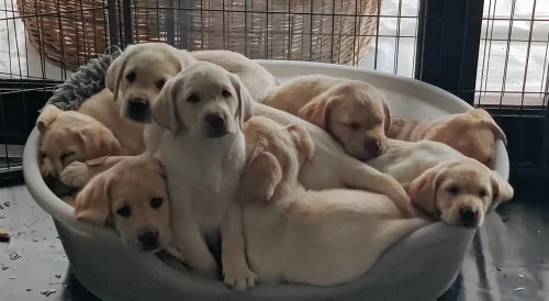 Labrador-Welpen